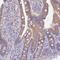 Proline-rich protein 13 antibody, NBP1-92299, Novus Biologicals, Immunohistochemistry frozen image 