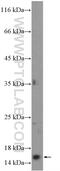 DNA-directed RNA polymerases I and III subunit RPAC2 antibody, 16678-1-AP, Proteintech Group, Western Blot image 