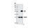Receptor For Activated C Kinase 1 antibody, 5432S, Cell Signaling Technology, Immunoprecipitation image 