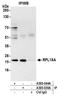 Ribosomal Protein L18a antibody, A305-044A, Bethyl Labs, Immunoprecipitation image 