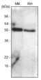 Bone Morphogenetic Protein 7 antibody, SM6015, Origene, Western Blot image 