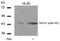 Erythroid transcription factor antibody, AP02341PU-N, Origene, Western Blot image 