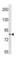 Zinc Finger CCCH-Type Containing 11A antibody, abx034706, Abbexa, Western Blot image 