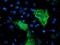 Potassium Voltage-Gated Channel Subfamily A Member Regulatory Beta Subunit 1 antibody, M06063, Boster Biological Technology, Immunofluorescence image 