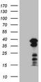 POU domain class 2-associating factor 1 antibody, CF807917, Origene, Western Blot image 