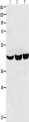 Chromobox 8 antibody, CSB-PA557525, Cusabio, Western Blot image 
