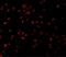 Caspase 5 antibody, GTX31701, GeneTex, Immunofluorescence image 