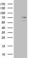 Male Germ Cell Associated Kinase antibody, MA5-27062, Invitrogen Antibodies, Western Blot image 