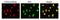 Pleckstrin Homology Like Domain Family A Member 3 antibody, GTX00700, GeneTex, Immunofluorescence image 