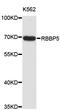 RB Binding Protein 5, Histone Lysine Methyltransferase Complex Subunit antibody, STJ25309, St John