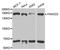 FA Complementation Group D2 antibody, A2072, ABclonal Technology, Western Blot image 