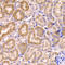 CYP51A1 antibody, LS-C334588, Lifespan Biosciences, Immunohistochemistry frozen image 