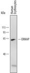 Scianna blood group antigen antibody, MAB4928, R&D Systems, Western Blot image 
