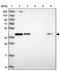 RNA-binding protein 4B antibody, PA5-61606, Invitrogen Antibodies, Western Blot image 