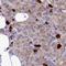 Sphingomyelin phosphodiesterase 4 antibody, HPA046279, Atlas Antibodies, Immunohistochemistry frozen image 