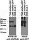 Vesicle-associated membrane protein-associated protein A antibody, 73-496, Antibodies Incorporated, Western Blot image 