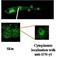 Interferon Gamma antibody, NBP2-50435, Novus Biologicals, Immunofluorescence image 