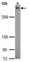 PDZ Domain Containing 2 antibody, PA5-21886, Invitrogen Antibodies, Western Blot image 