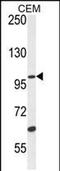 Ubiquitin Specific Peptidase 29 antibody, PA5-49472, Invitrogen Antibodies, Western Blot image 