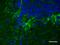 Neurofilament L (NF-L) antibody, 845903, BioLegend, Immunohistochemistry paraffin image 