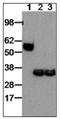 Epstein-Barr Virus Induced 3 antibody, AM31375PU-N, Origene, Western Blot image 