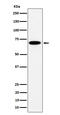 Long-chain fatty acid transport protein 4 antibody, M05299-1, Boster Biological Technology, Western Blot image 