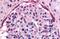 EK8 antibody, NB110-39005, Novus Biologicals, Immunohistochemistry paraffin image 