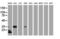 Jun Proto-Oncogene, AP-1 Transcription Factor Subunit antibody, LS-C336995, Lifespan Biosciences, Western Blot image 