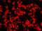 Nucleophosmin 1 antibody, IHC-00678, Bethyl Labs, Immunofluorescence image 