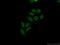 LUC7L3 antibody, 14504-1-AP, Proteintech Group, Immunofluorescence image 
