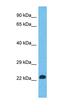 Distal-Less Homeobox 5 antibody, orb329613, Biorbyt, Western Blot image 