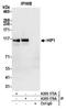 Huntingtin-interacting protein 1 antibody, A305-175A, Bethyl Labs, Immunoprecipitation image 