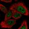 Mediator Complex Subunit 9 antibody, HPA056415, Atlas Antibodies, Immunofluorescence image 
