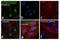Transferrin Receptor antibody, MA5-16643, Invitrogen Antibodies, Immunofluorescence image 