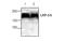 LDL Receptor Related Protein 5 antibody, MBS837384, MyBioSource, Western Blot image 