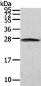 Membrane-associated progesterone receptor component 2 antibody, CSB-PA986206, Cusabio, Western Blot image 
