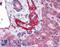 Angiotensinogen antibody, LS-A9700, Lifespan Biosciences, Immunohistochemistry frozen image 