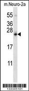 Stromal Cell Derived Factor 2 Like 1 antibody, 57-069, ProSci, Western Blot image 