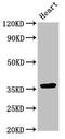 N-Myc And STAT Interactor antibody, CSB-PA618768LA01HU, Cusabio, Western Blot image 