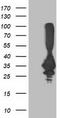 Phenylethanolamine N-Methyltransferase antibody, TA502854, Origene, Western Blot image 