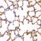 Erythrocyte Membrane Protein Band 4.1 antibody, 14-420, ProSci, Immunohistochemistry paraffin image 