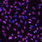 Hnf3b antibody, AF2400, R&D Systems, Immunofluorescence image 