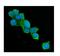 ATP Citrate Lyase antibody, M02372-1, Boster Biological Technology, Immunofluorescence image 