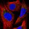Peroxisomal Biogenesis Factor 13 antibody, HPA032141, Atlas Antibodies, Immunofluorescence image 