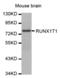 RUNX1 Partner Transcriptional Co-Repressor 1 antibody, abx000588, Abbexa, Western Blot image 