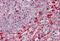 MEK1, MEK2 antibody, MBS248119, MyBioSource, Immunohistochemistry frozen image 