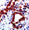CD333 antibody, TA354962, Origene, Immunohistochemistry frozen image 