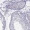 Protein maelstrom homolog antibody, NBP2-69070, Novus Biologicals, Immunohistochemistry frozen image 