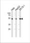 hRap1 antibody, TA324532, Origene, Western Blot image 