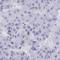 ZFP82 Zinc Finger Protein antibody, HPA060470, Atlas Antibodies, Immunohistochemistry frozen image 